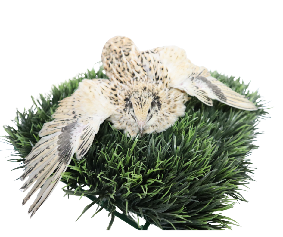 Jumbo Italian Quail flat view
